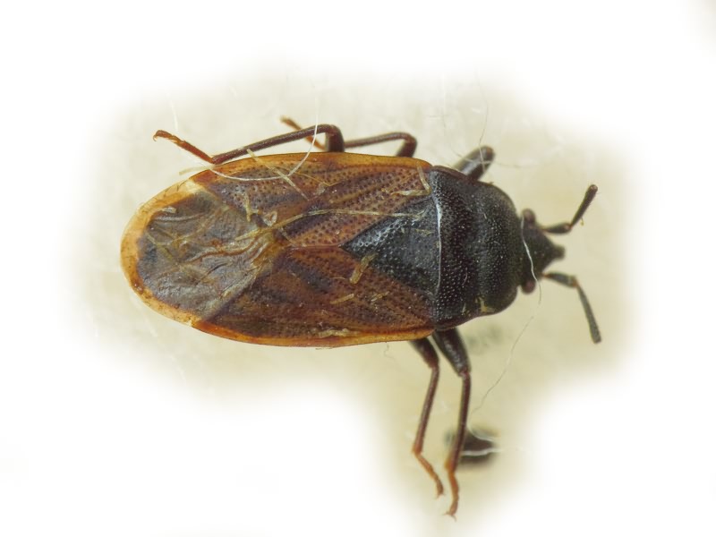 Drymus (Sylvadrymus) sylvaticus (Fabricius, 1775)